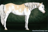 Horse Color:Silver Sable Champagne Splash 