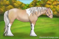 Horse Color:Silver Bay Pearl Tobiano 