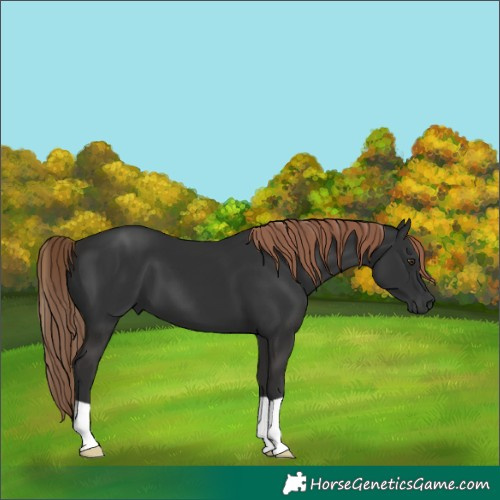 Horse Color:Liver Chestnut 