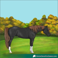 Horse Color:Liver Chestnut 