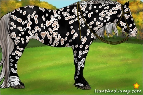Horse Color:Bay Appaloosa 