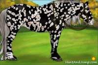Horse Color:Bay Leopard