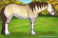 Horse Color:Red Dun Onyx 
