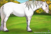 Horse Color:Nacre Silver Bay Onyx Sabino Appaloosa 