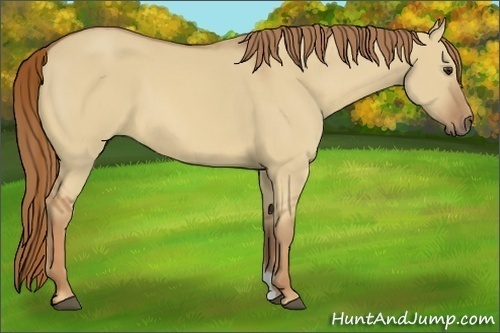 Horse Color:Red Dun 