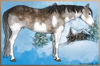 Horse Color:Bay Ice Sabino Splash
