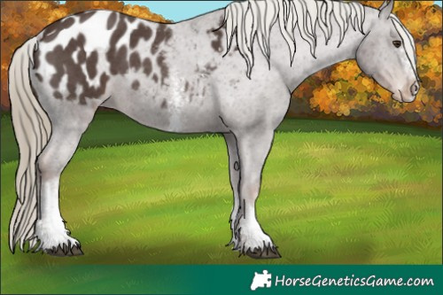 Horse Color:Liver Chestnut Sabino Varnish