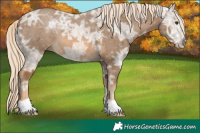 Horse Color:Chocolate Palomino Ice 