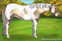 Horse Color:Chocolate Palomino Onyx Tobiano 