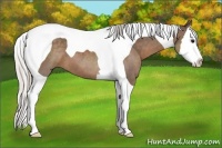 Horse Color:Silver Black Splash Tobiano