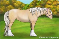 Horse Color:Silver Bay Pearl Sabino