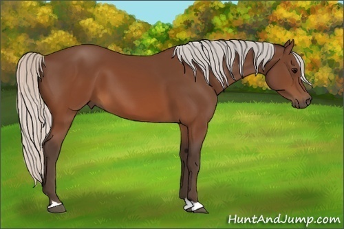 Horse Color:Silver Brown 