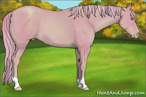 Horse Color:Watercolor Gold Champagne