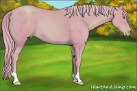 Horse Color:Watercolor Gold Champagne