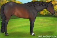 Horse Color:Brown 