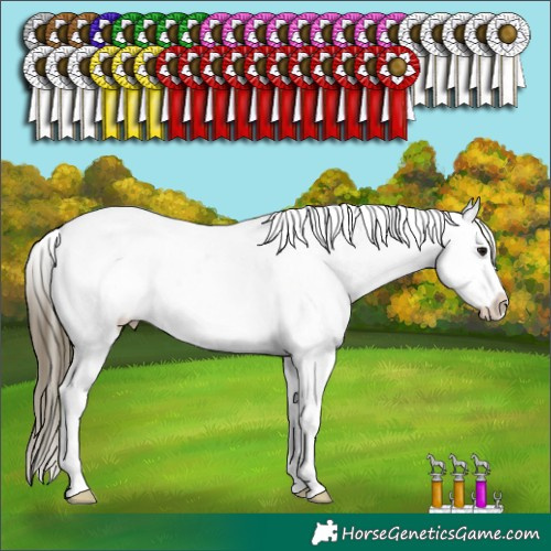 Horse Color:Buckskin Appaloosa 