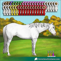 Horse Color:Buckskin Appaloosa 