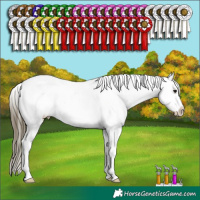 Horse Color:Buckskin Appaloosa