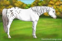 Horse Color:White Spotted Brown Blanket 