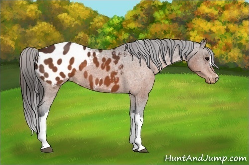 Horse Color:Brown Appaloosa 