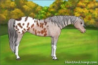Horse Color:Brown Appaloosa 