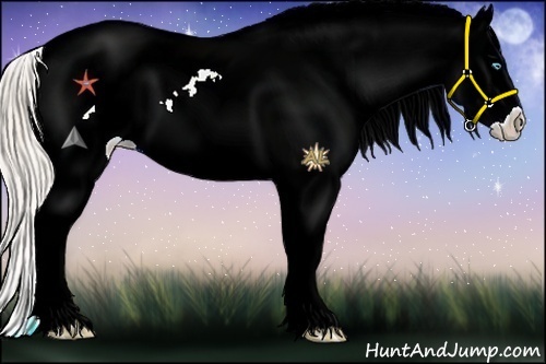 Horse Color:Palomino Pearl Sabino Tobiano Appaloosa 