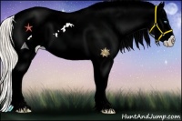 Horse Color:Palomino Pearl Sabino Tobiano Appaloosa 