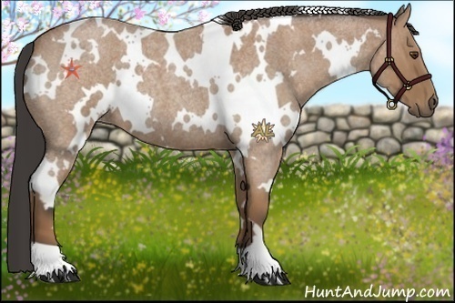 Horse Color:White Spotted Buckskin Roan