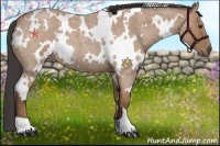 Horse Color:White Spotted Buckskin Roan 