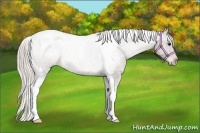 Horse Color:Silver Black Tobiano Varnish Rabicano