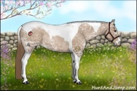 Horse Color:Black Ice Pearl Sabino Tobiano Rabicano 