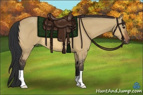 Horse Color:Bay Dun
