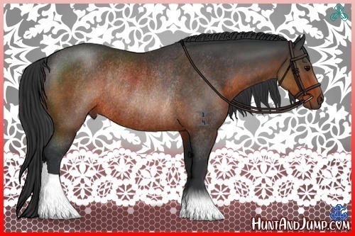 Horse Color:Brown Rabicano 