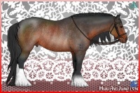 Horse Color:Brown Rabicano 
