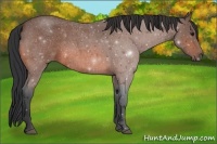 Horse Color:Bay Roan 