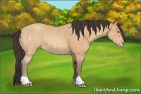 Horse Color:Amber Champagne Roan 