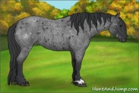Horse Color:Blue Roan 