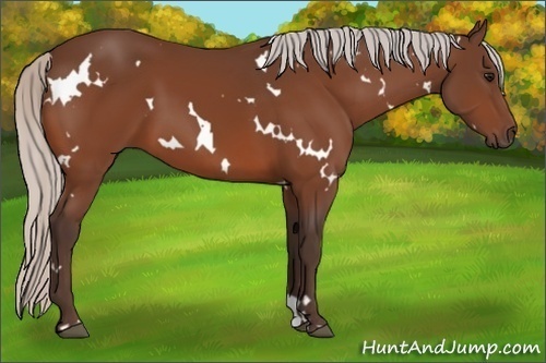 Horse Color:White Spotted Silver Bay 