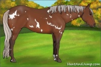 Horse Color:White Spotted Silver Bay 