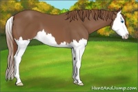 Horse Color:Chestnut Splash