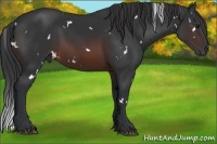 Horse Color:White Spotted Brown