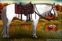 Horse Color:Bay Roan Appaloosa 