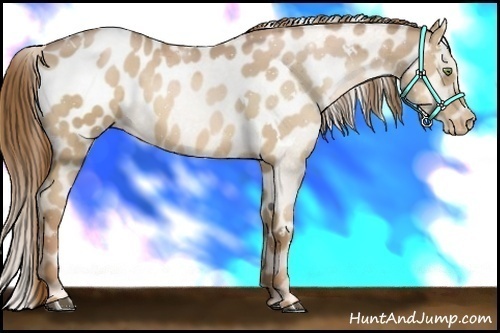 Horse Color:White Spotted Liver Chestnut Pearl Blanket