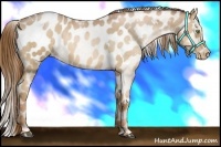 Horse Color:White Spotted Liver Chestnut Pearl Blanket
