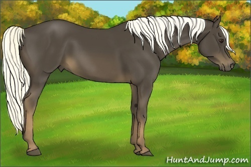 Horse Color:Liver Chestnut 