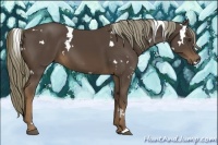 Horse Color:White Spotted Liver Chestnut