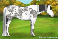 Horse Color:White Spotted Grullo Ice Splash