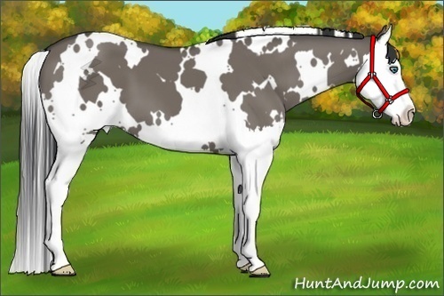 Horse Color:White Spotted Grullo Splash