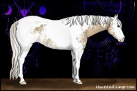 Horse Color:White Spotted Silver Smoky Grullo Tobiano Rabicano