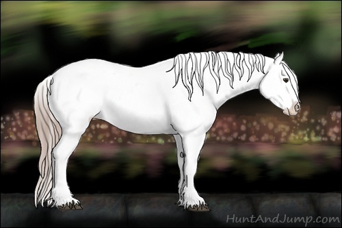 Horse Color:White Spotted Liver Chestnut Appaloosa 